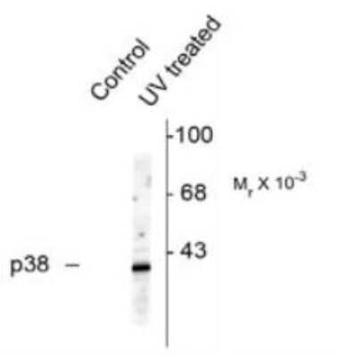 Western Blot: p38 alpha [p Thr180, p Tyr182] Antibody [NB500-138]